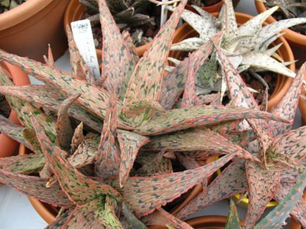Aloe ‘Pink Blush’ (Aloe)