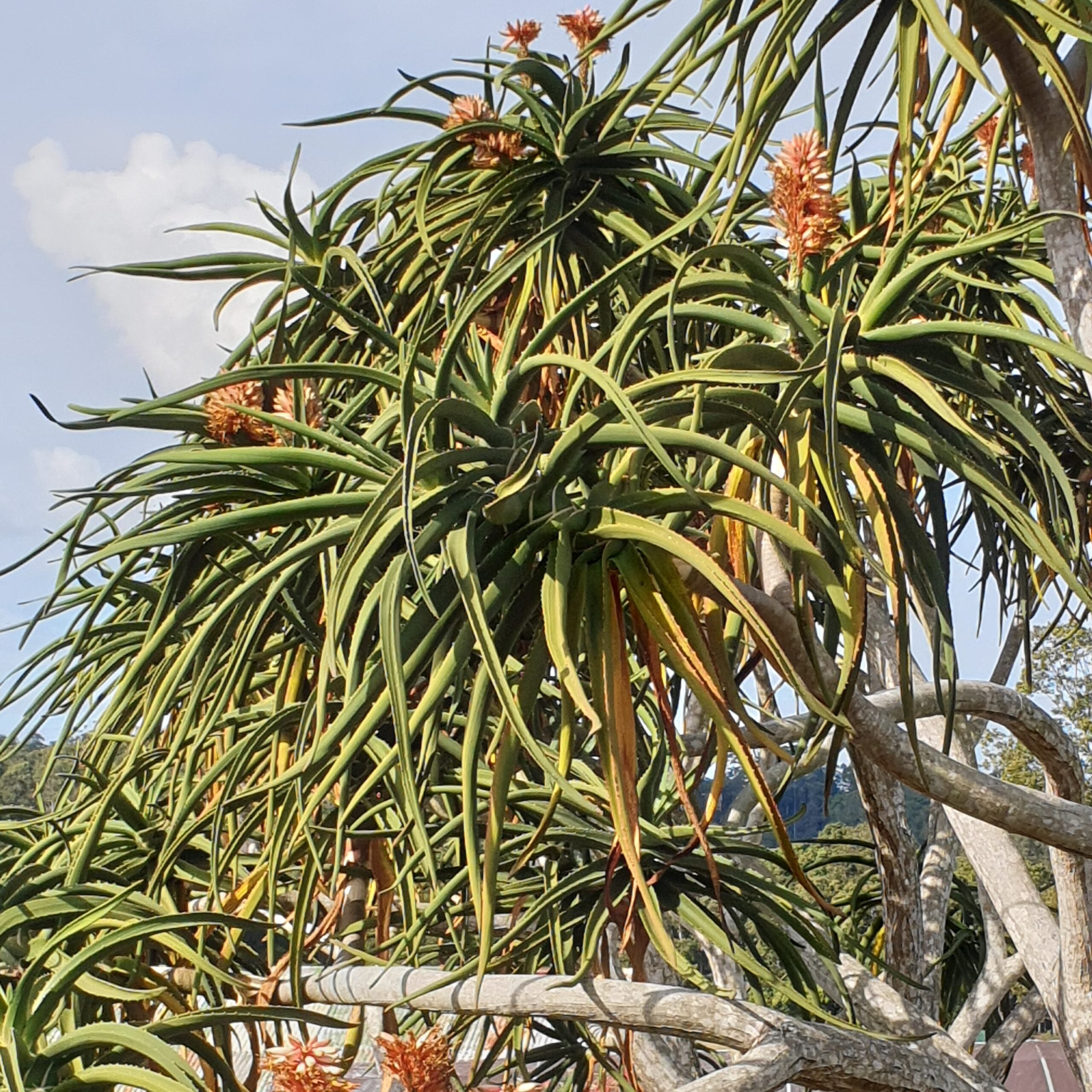Tree Aloe Aloidendron Barberae (Tree Aloe) – Tall, Vibrant Aloe with Red Flowers ...