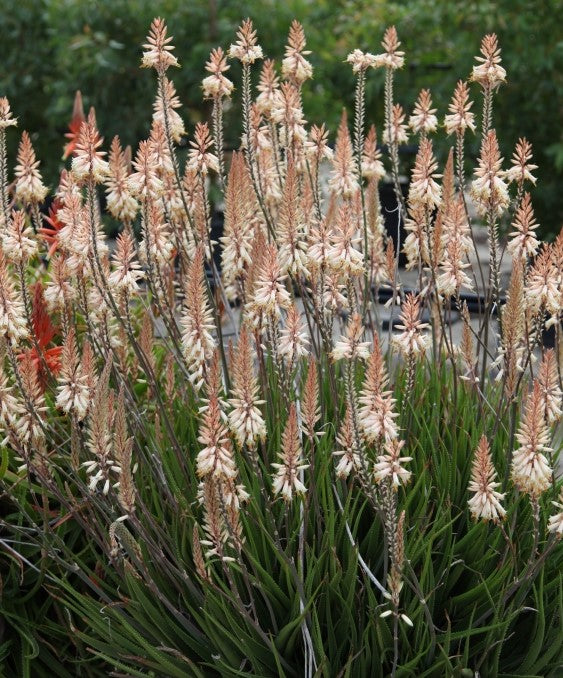 Aloe 'Fairy Pink'