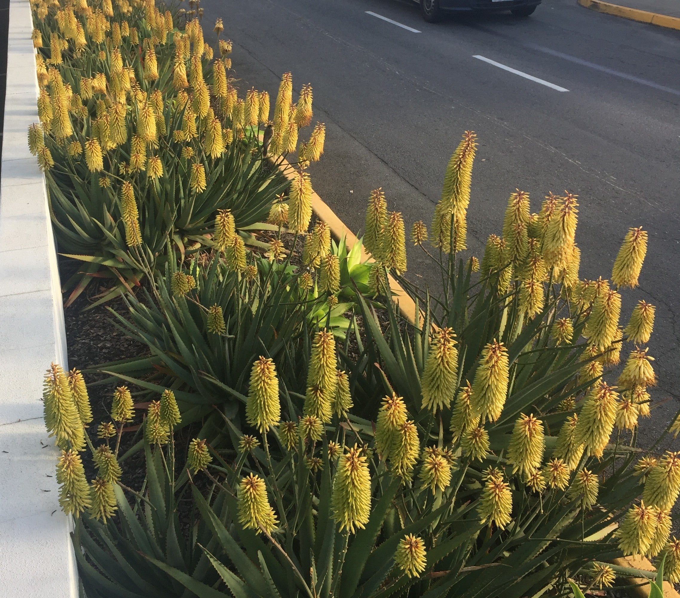 Aloe ‘Southern Cross’