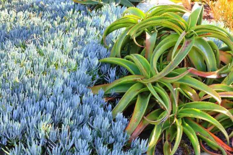 Senecio serpens (Blue Chalksticks)