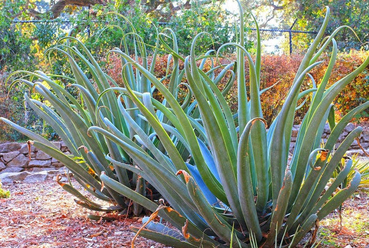 Agave vilmoriniana (Octopus Agave)