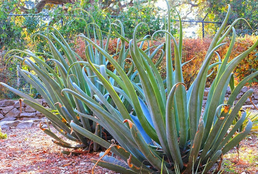 Agave vilmoriniana (Octopus Agave)
