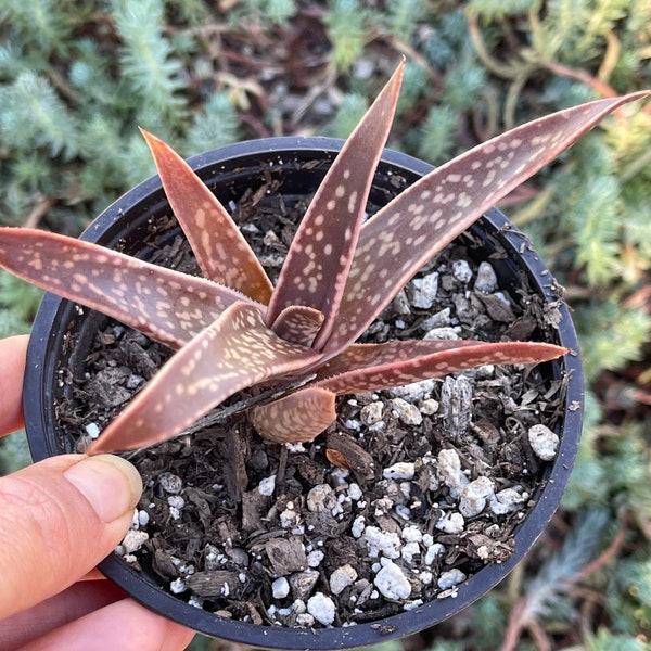 Aloe Latte