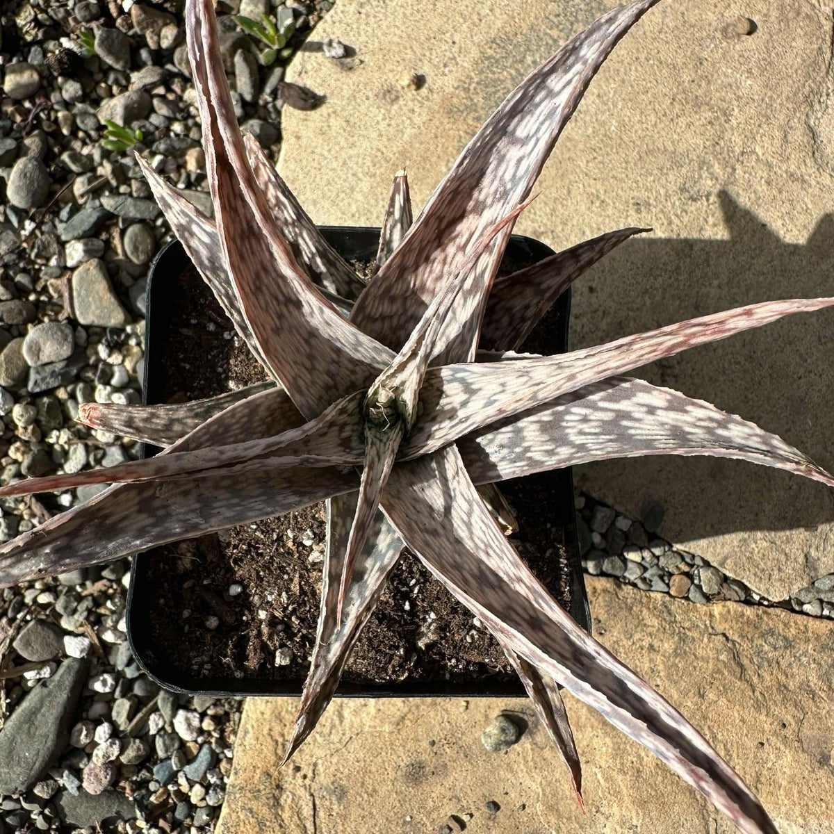 Aloe Latte