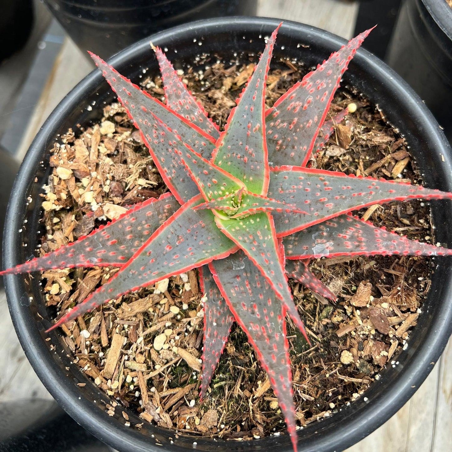 Aloe ‘Christmas Carol’ (Christmas Carol Aloe)