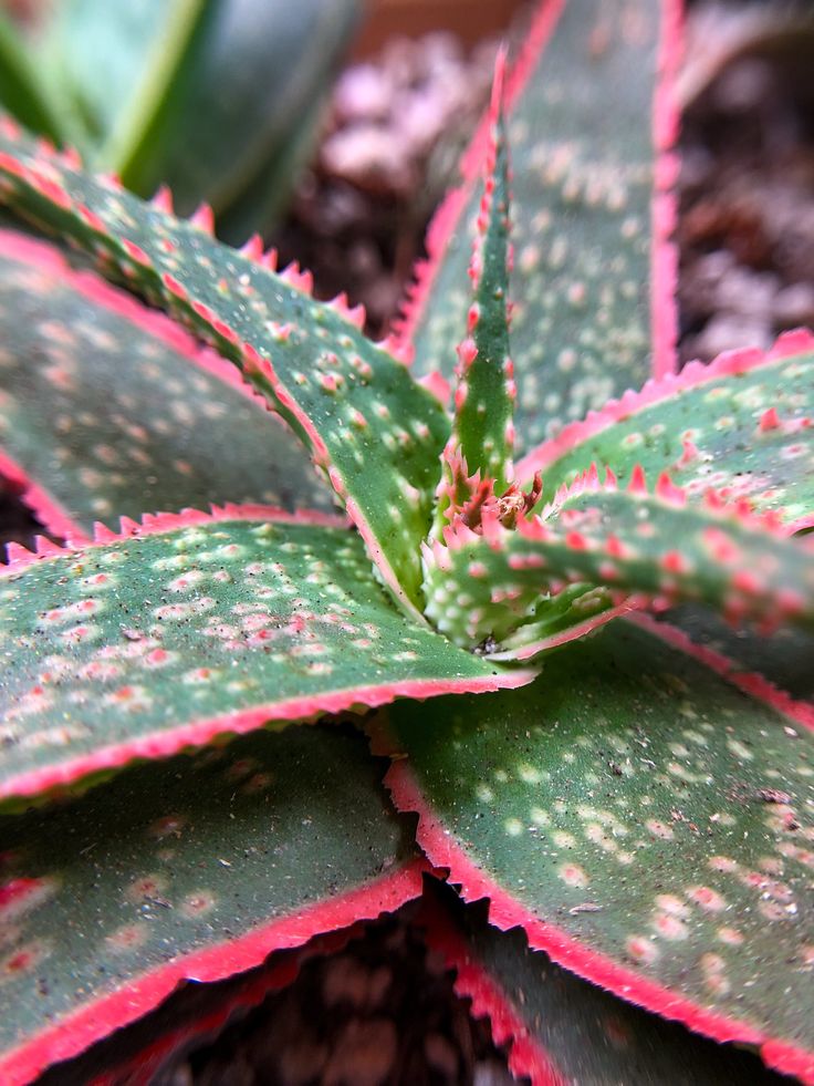 Aloe ‘Christmas Carol’ (Christmas Carol Aloe)