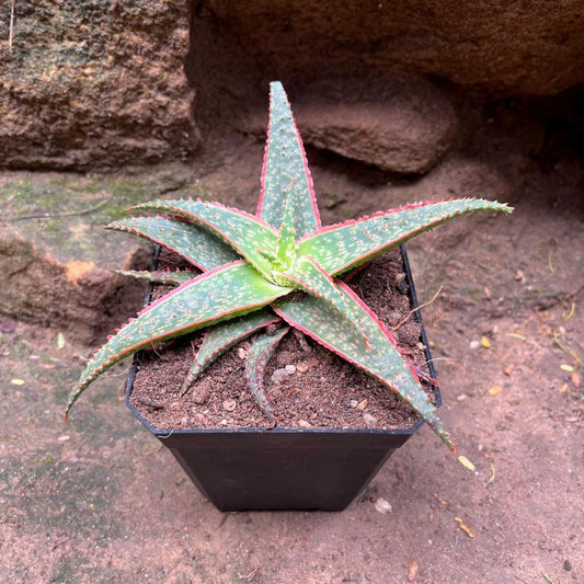 Aloe ‘Christmas Carol’ (Christmas Carol Aloe)