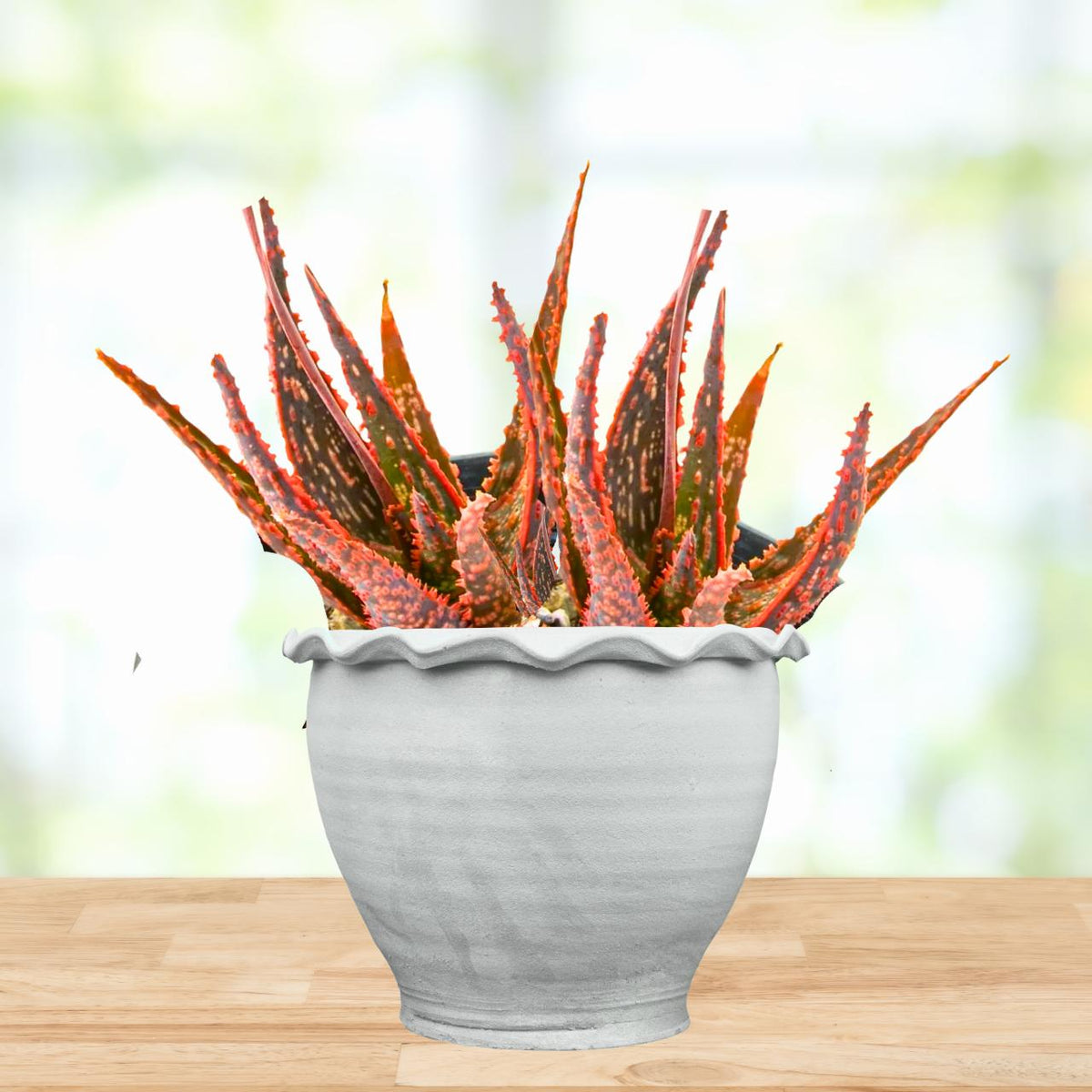 Aloe (Christmas Cracker)