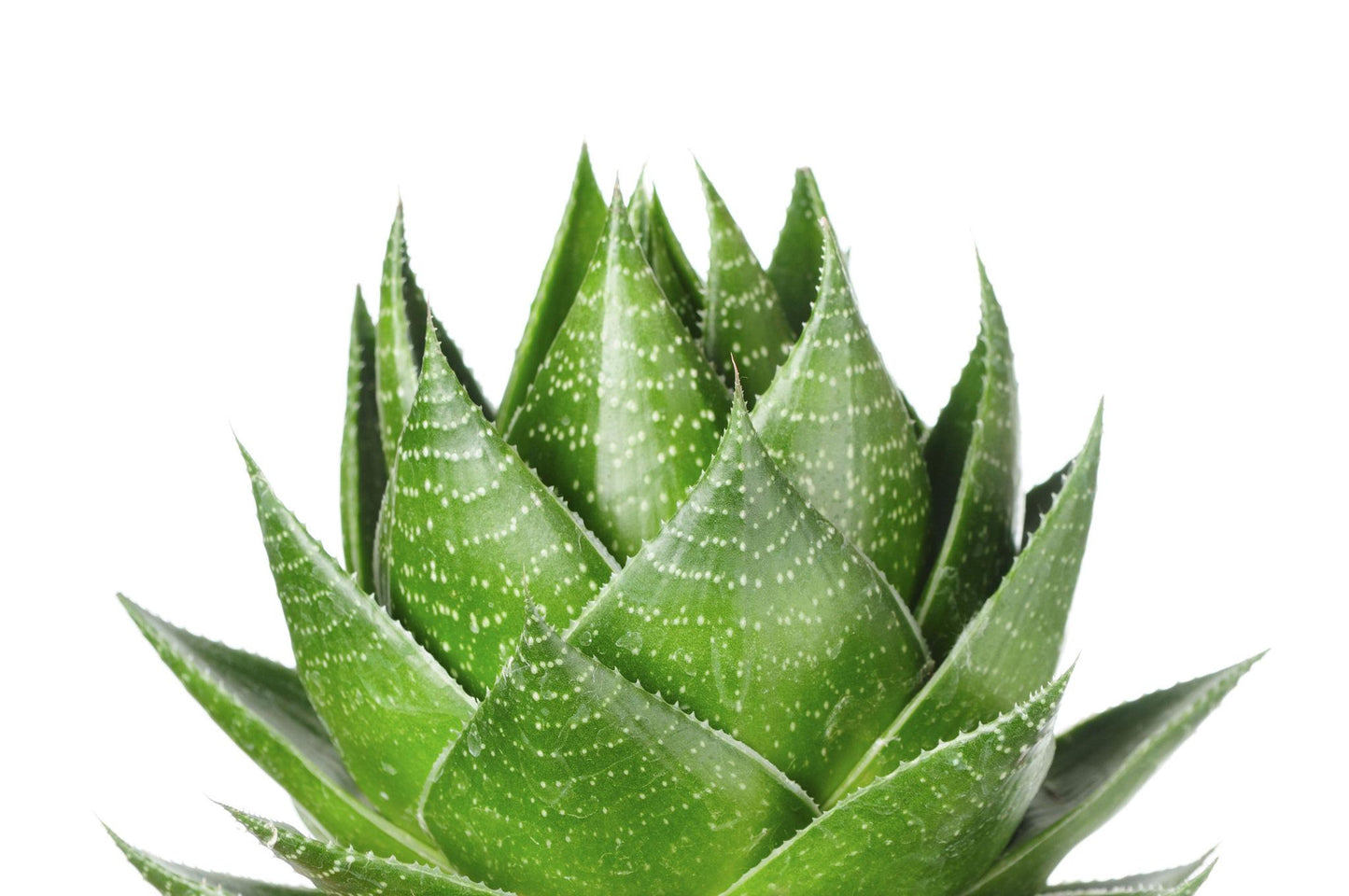 Aloe ‘Cosmo’ (Cosmo Aloe)