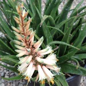 Aloe 'Fairy Pink'