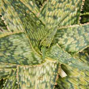 Aloe ‘Pink Blush’ (Aloe)