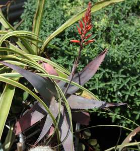 Aloe acutissima (Blue Spider Aloe)