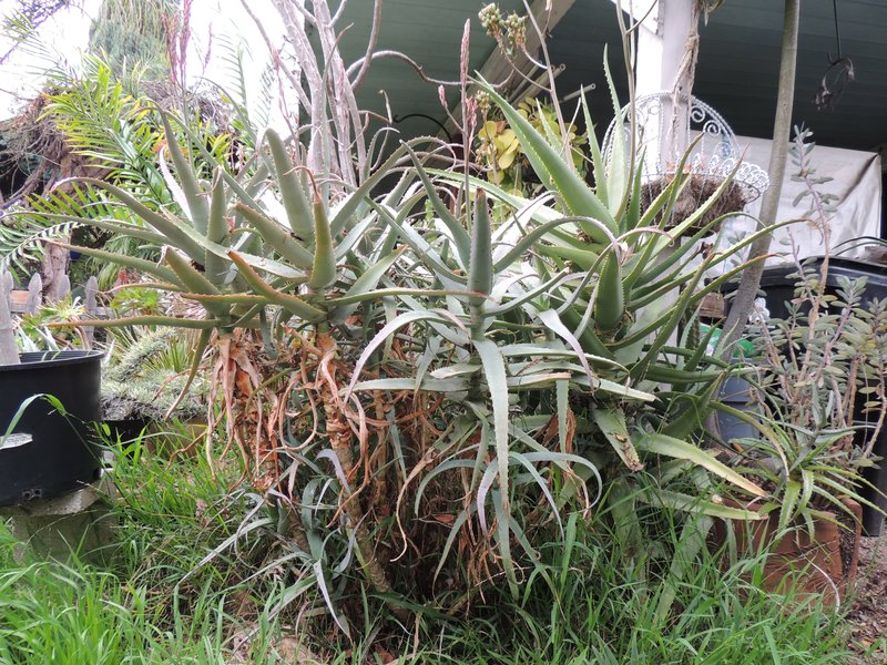 Aloe acutissima (Blue Spider Aloe)