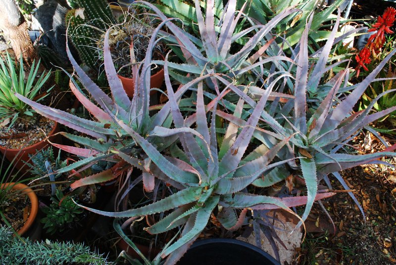 Aloe acutissima (Blue Spider Aloe)