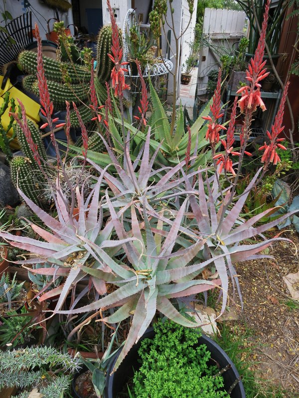 Aloe acutissima (Blue Spider Aloe)