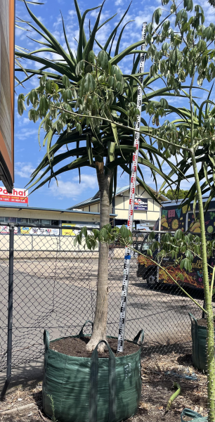 Aloidendron Barberae (Tree Aloe)