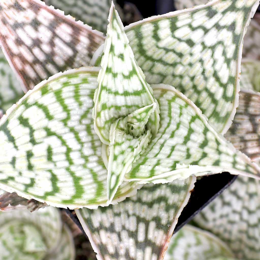 Aloe ‘Delta Lights’ (Aloe)