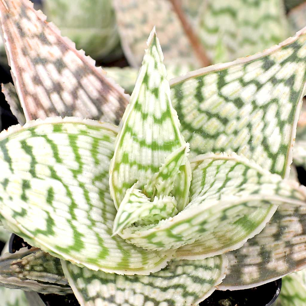 Aloe ‘Delta Lights’ (Aloe)