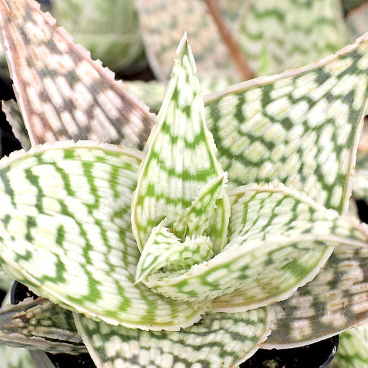 Aloe ‘Delta Lights’ (Aloe)