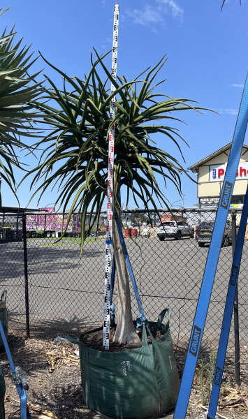 Aloidendron Barberae (Tree Aloe)