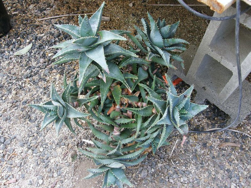 Aloe mitriformis (Creeping Aloe)