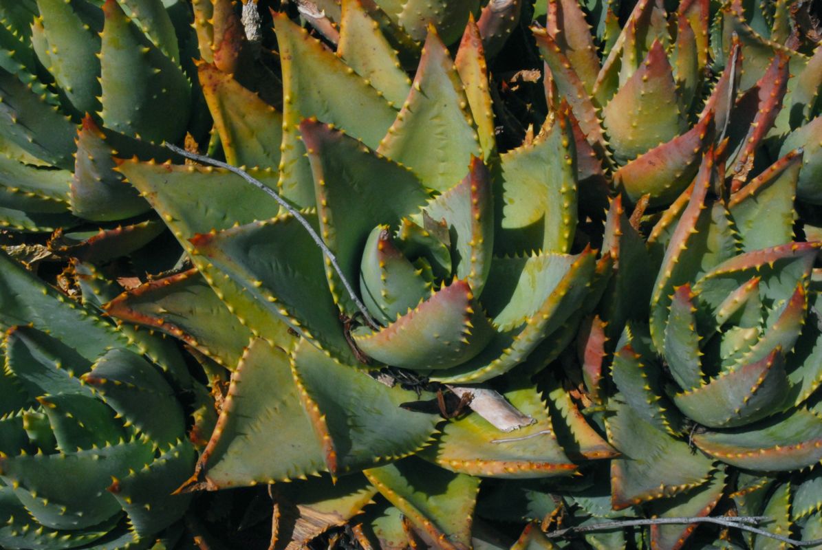 Aloe mitriformis (Creeping Aloe)