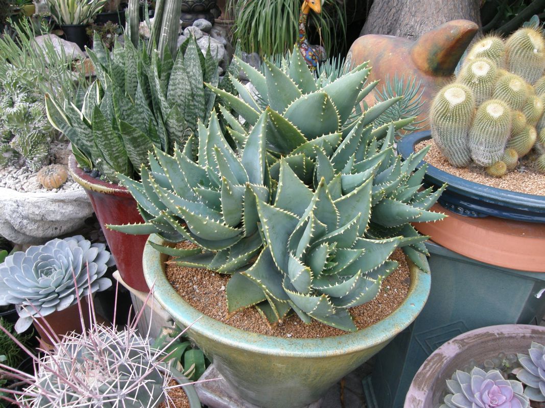 Aloe mitriformis (Creeping Aloe)