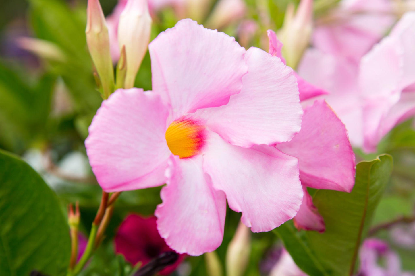 Mandevilla 'Aloha Pink Star' (Aloha Pink Star Mandevilla)