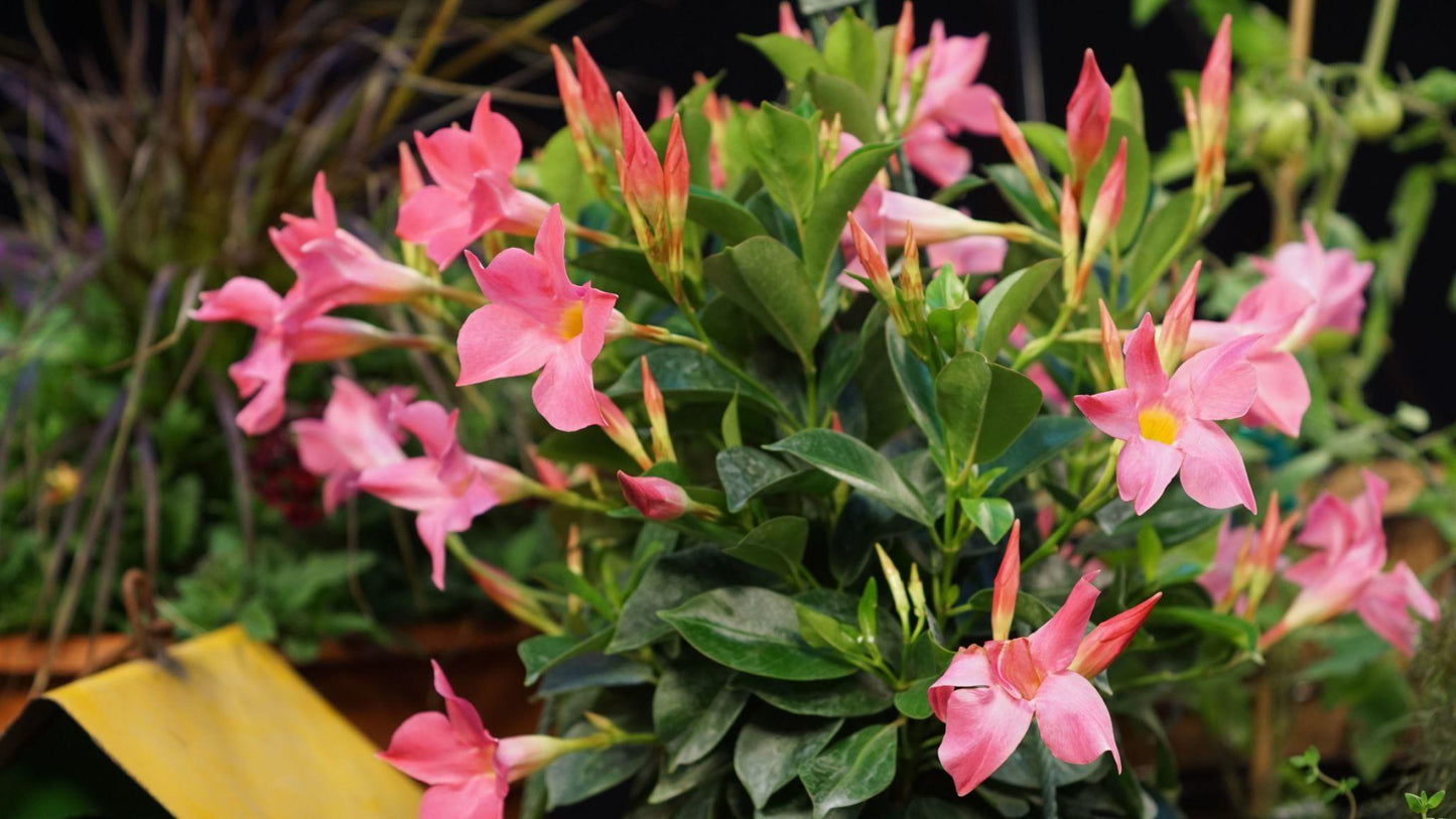 Mandevilla 'Aloha Pink Star' (Aloha Pink Star Mandevilla)