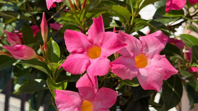 Mandevilla 'Aloha Pink Star' (Aloha Pink Star Mandevilla)