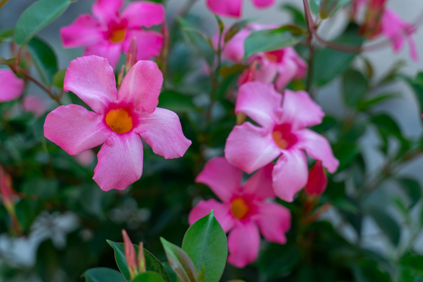 Mandevilla 'Aloha Pink Star' (Aloha Pink Star Mandevilla)