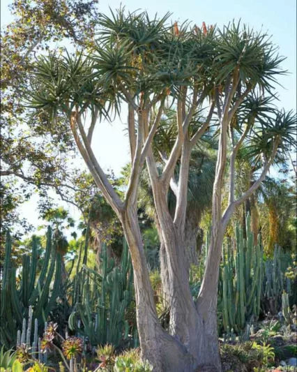 aloe barberae Aloidendron Barberae (Tree Aloe) – Tall, Vibrant Aloe with Red Flowers