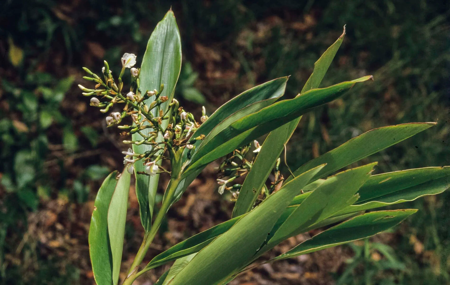 Alpinia Caerulea (Native Ginger)