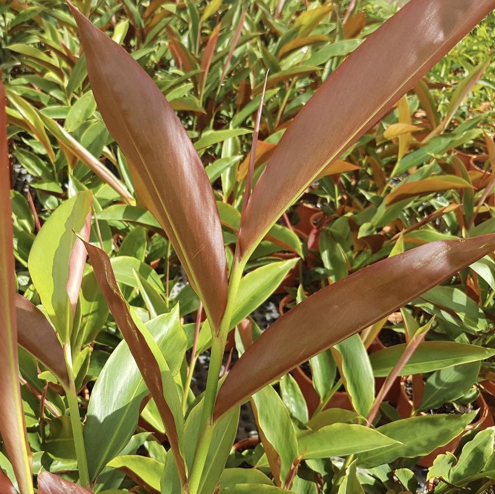 Alpinia Caerulea 'Red Back' (Red Back Ginger)