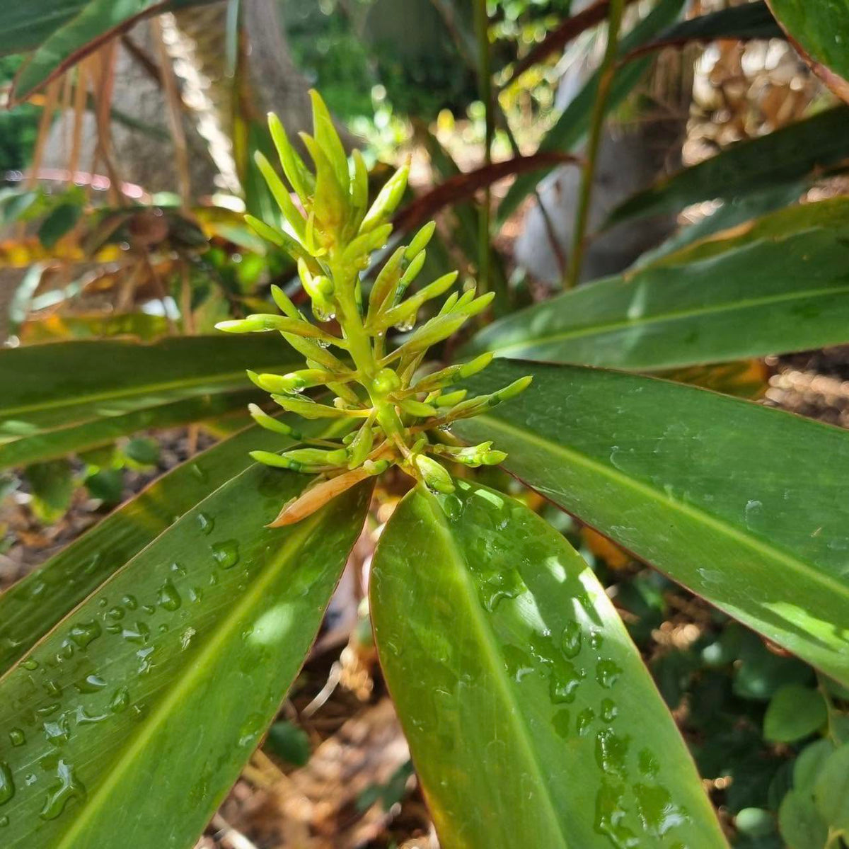 Alpinia Caerulea 'Red Back' (Red Back Ginger)