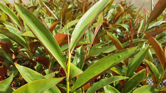 Alpinia Caerulea 'Red Back' (Red Back Ginger)