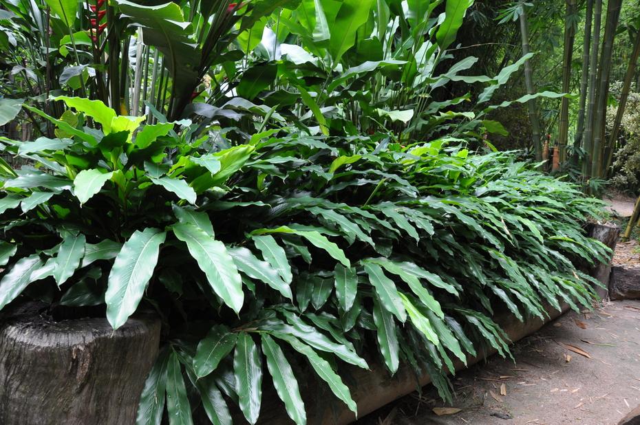 Alpinia Nutans (Dwarf Cardamom / Cardamom Leaf)