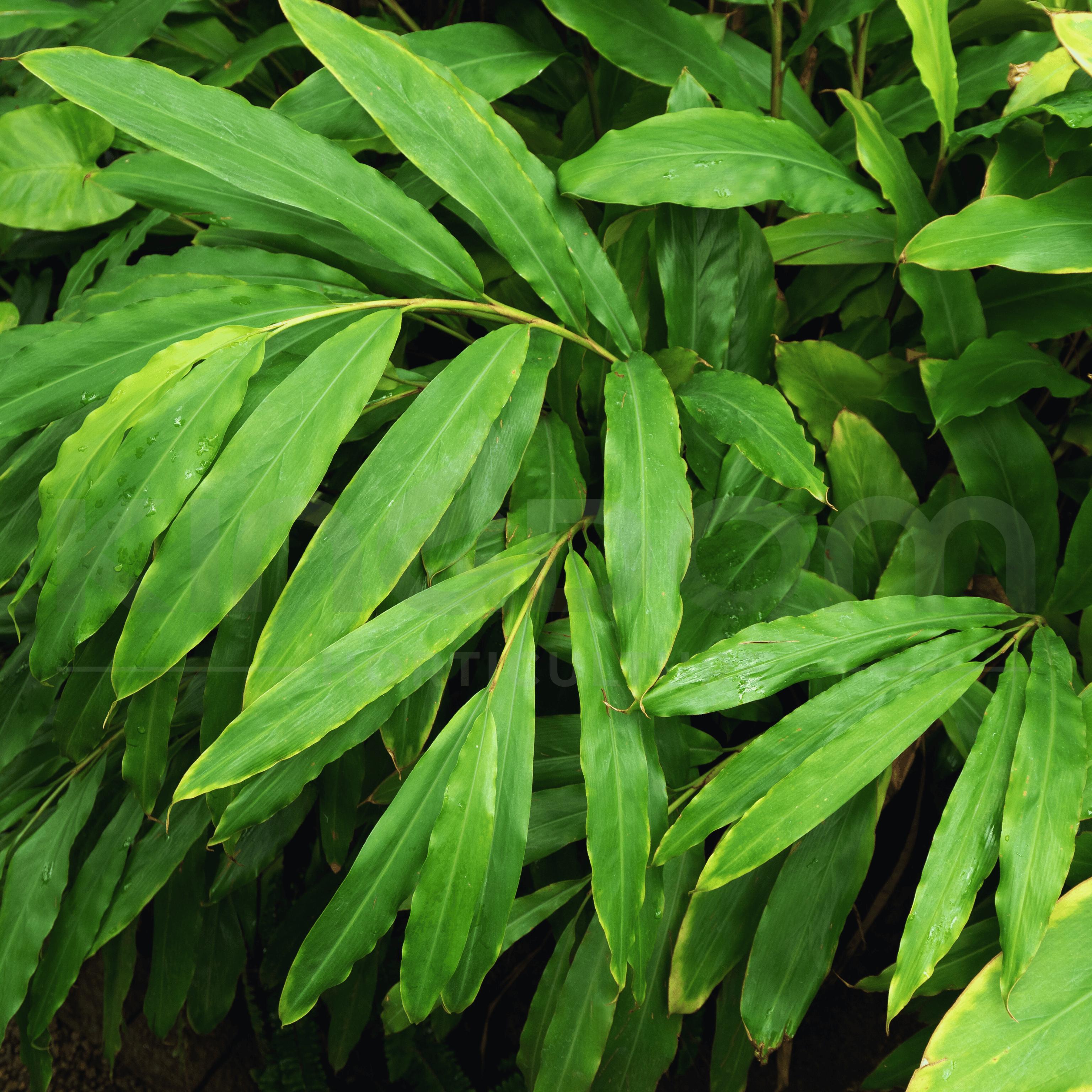 Alpinia Nutans (Dwarf Cardamom / Cardamom Leaf)
