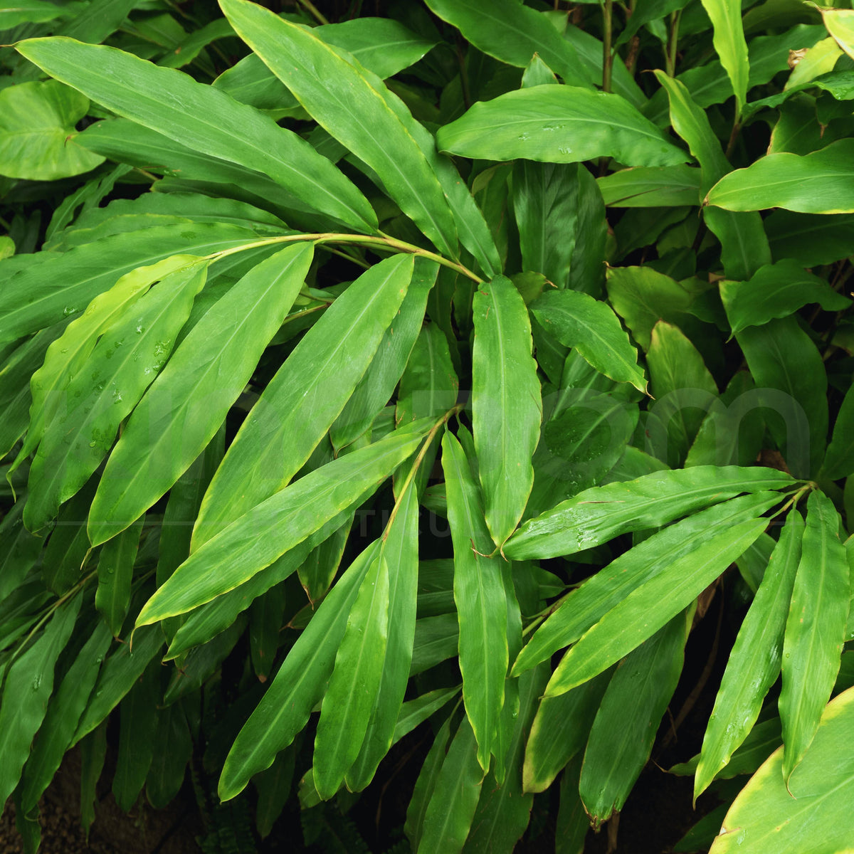 Alpinia Nutans (Dwarf Cardamom / Cardamom Leaf)