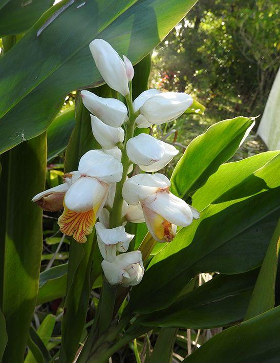 Alpinia Nutans (Dwarf Cardamom / Cardamom Leaf)