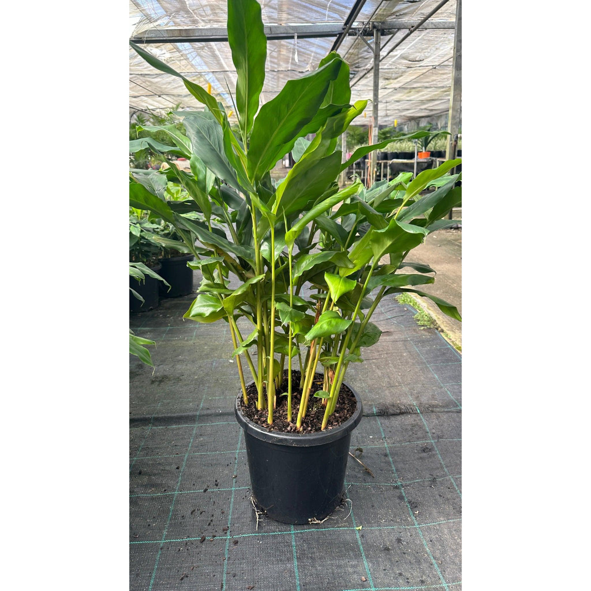 Alpinia Nutans (Dwarf Cardamom / Cardamom Leaf)