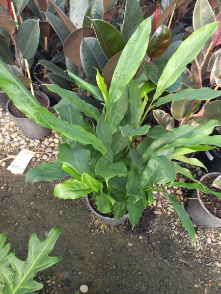 Alpinia Nutans (Dwarf Cardamom)