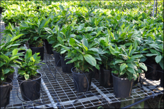Alpinia Nutans (Dwarf Cardamom)
