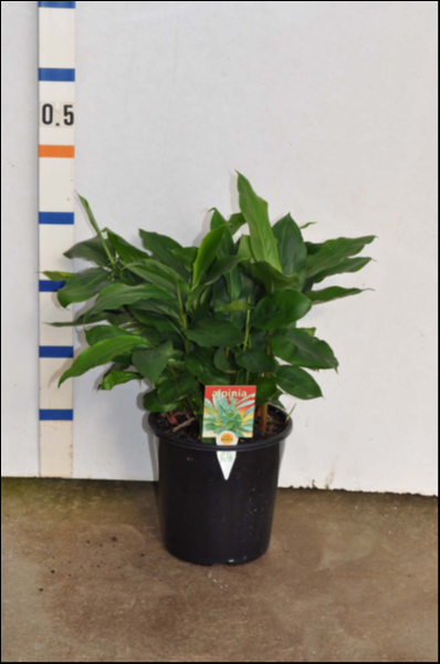 Alpinia Nutans (Dwarf Cardamom)