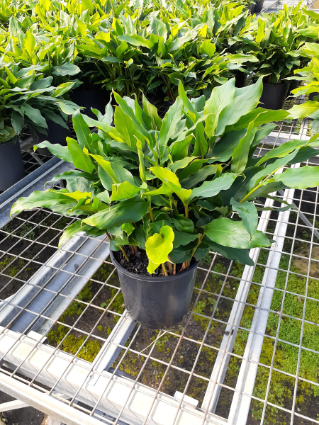 Alpinia Nutans (Dwarf Cardamom / Cardamom Leaf)