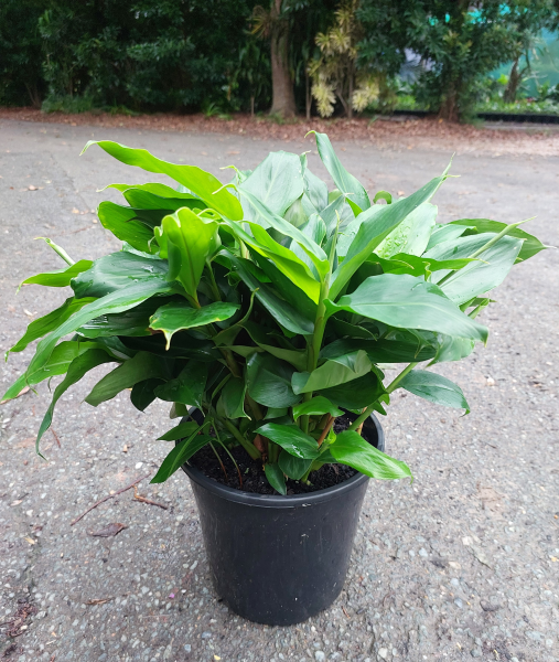 Alpinia Nutans (Dwarf Cardamom)