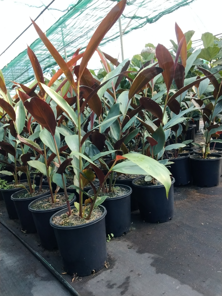 Alpinia Caerulea 'Red Back' (Red Back Ginger)