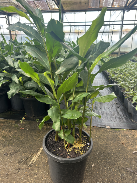 Alpinia Nutans (Dwarf Cardamom / Cardamom Leaf)