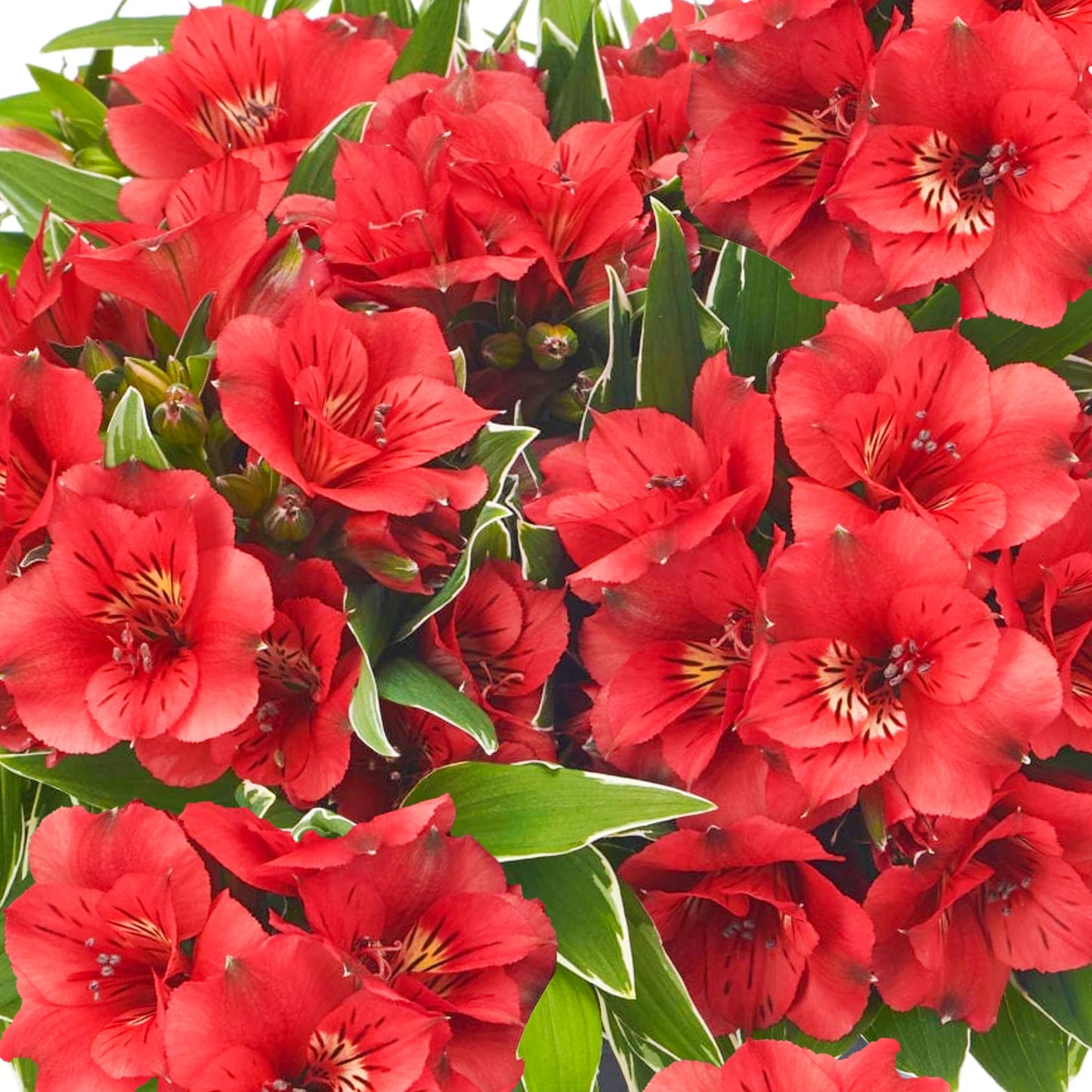 Alstroemeria Katiana (Princess Lily, Peruvian Lily)
